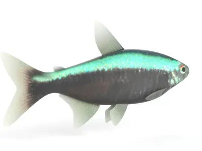 Neon Tetra Fish 3D model buy