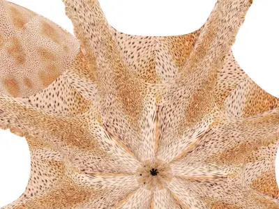 Octopus 3D model shop
