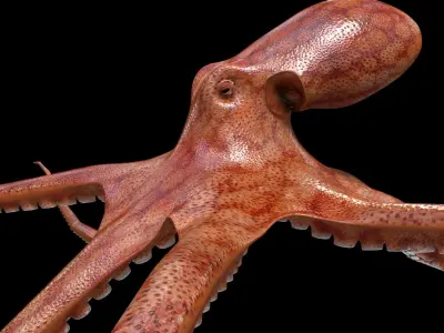  Octopus 