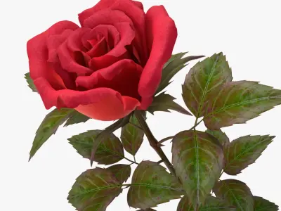 rose red_v_2 3D model