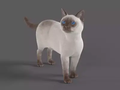 Balinese Cat Low-poly 3D model