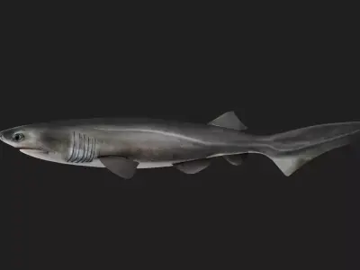 Shark Low-poly 3D model 13