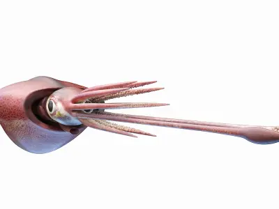 Colossal Squid 3D model
