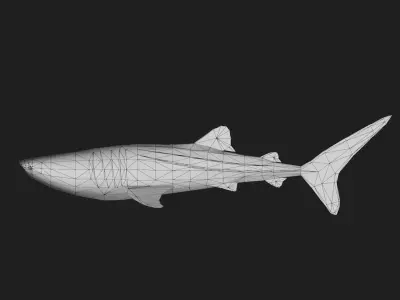 Shark Low-poly 3D model 12