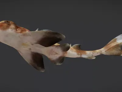 Realistic Bullhead Shark Animated 3D model