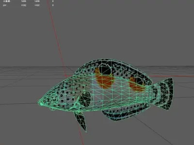 Wrasse Low-poly 3D model 10