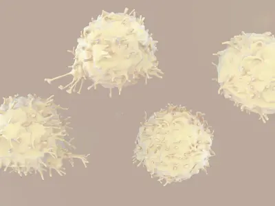 Lymphocytes T-Cells 3D model