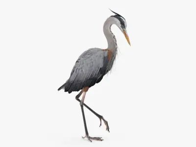 Grey Heron Standing on One Leg 3D model