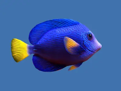 Purple Tang Schooling Fish Low-poly 3D model