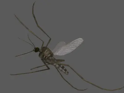 Mosquito Common House 3D model