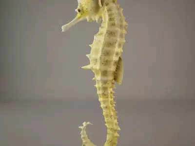 Sea Horse 3D model get