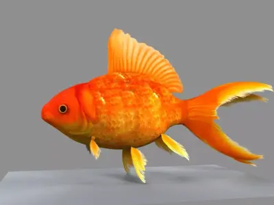 Gold Fish 3D model purchase