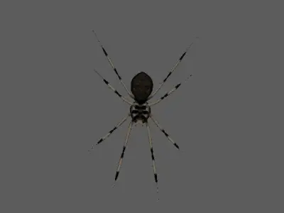 Spider Brown Widow 3D model