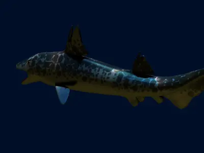 Hybodus shark Low-poly 3D model