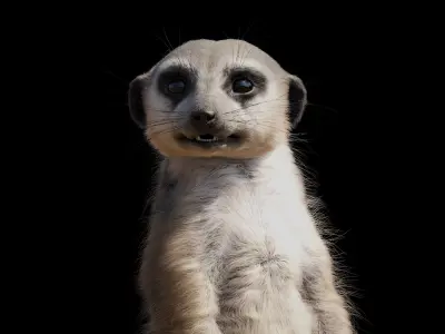 Meerkat Rigged Blender 3D model