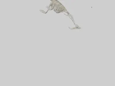 Sea Lion Skeleton model 3D model