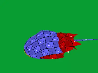Horseshoe Crab Free 3D model
