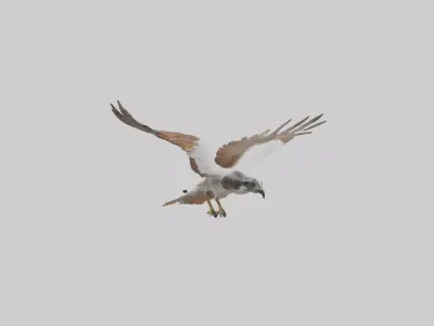 Falcon flying model 3D model