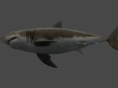 Great White Shark Low-poly 3D model