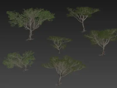 Acacia tree set 3D model