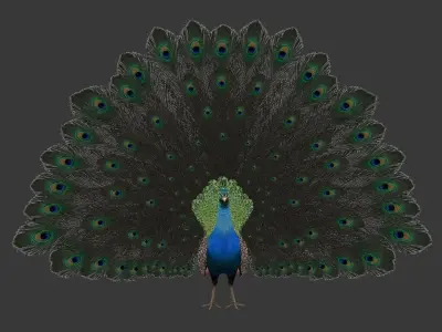 peacock Low-poly 3D model purchase