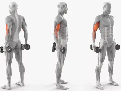 Male Muscular System Biceps Curls Animated Rigged Low-poly 3D model
