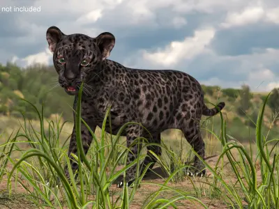 Baby Black Leopard Cub 3D model