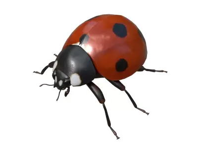 Ladybug 3d Model Low-poly 3D model