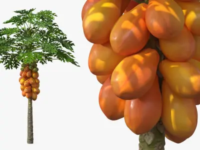 Exotic Papaya Tree with Ripe Fruit Bunch Orange Green 3D model