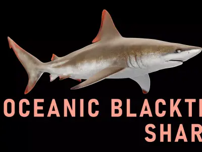 Oceanic Blacktip Shark Low-poly 3D model