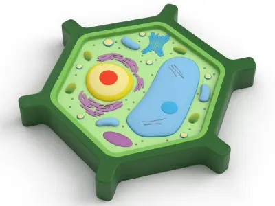 Plant Cell v5 3D model