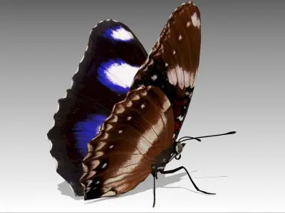 Great Eggfly Butterfly Low-poly 3D model
