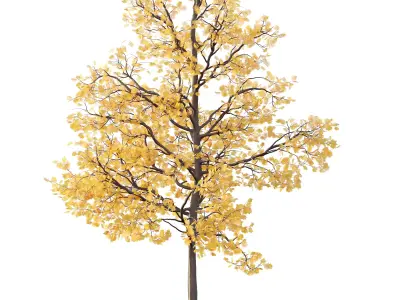 Mountain Ash Tree 01 3D model