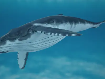 Humpback Whale Rigged for Maya 3D model