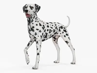 Spotted Standing Dalmatian Dog 3D model