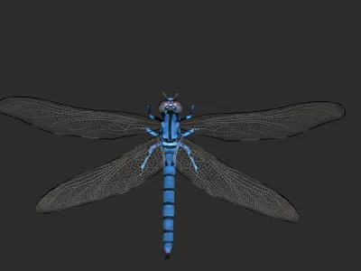 Dragonfly Low-poly 3D model