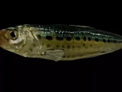 Sardine Low-poly 3D model purchase