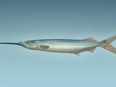 Ballyhoo Fish 3D model