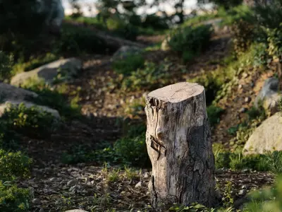  Medium Cut Semi-Bare Stump Model 