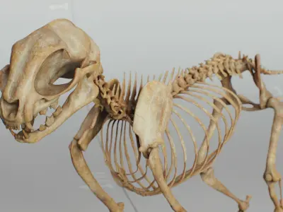 Cat Skeleton 3D model purchase