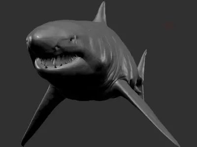 Great white Shark 3D model order