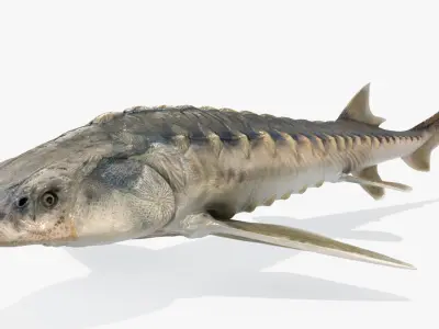 Sturgeon (Animated) 3D model