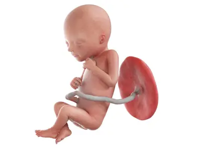 Fetus Week 18 Animated 3D model