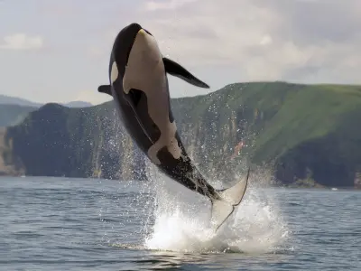 Killer Whale Rigged for Maya 3D model