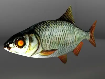 Rudd fish Low-poly 3D model