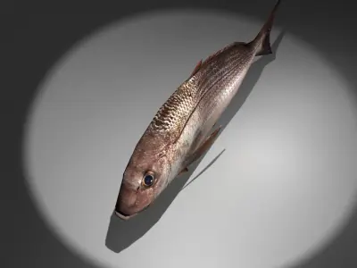 Pagrus major Low-poly 3D model