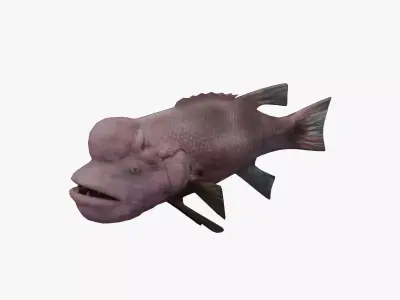 Bodianus reticulatus Low-poly 3D model purchase