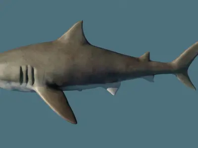 Shark 3D model Low-poly 3D model
