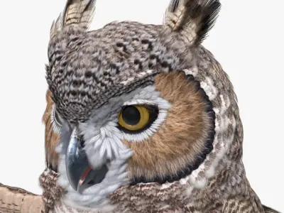 Great Horned Owl Rigged for Maya 3D model