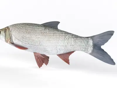Asp Fish 3D model